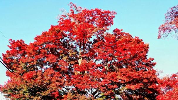 秋の大山公園の紅葉・深紅の楓・那須塩原市 秋の大山公園の紅葉・深紅の楓・那須塩原市 秋,紅葉,那須塩原市の写真素材