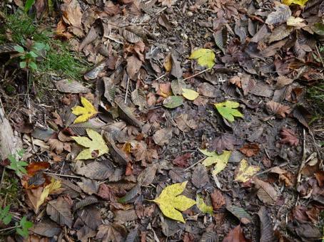 黄色い落ち葉 落ち葉,紅葉,枯れ葉の写真素材