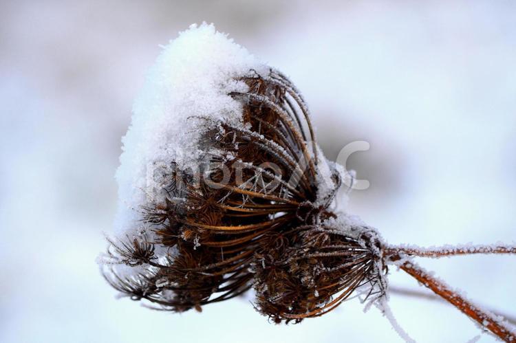雪に覆われた植物 冬,雪,植物の写真素材