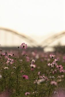 夕方のコスモス畑 秋桜,コスモス畑,コスモスの写真素材