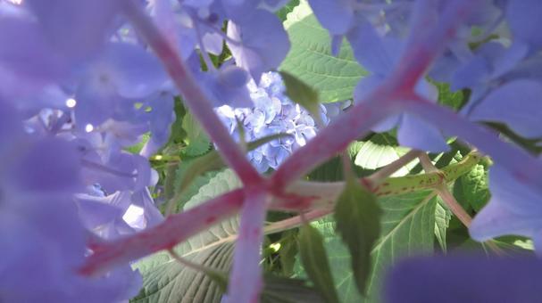 Photo, hydrangea, flower, beautiful, 