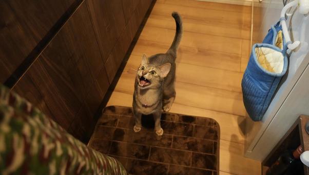 Photo, abyssinian, kitty litter, cat, 