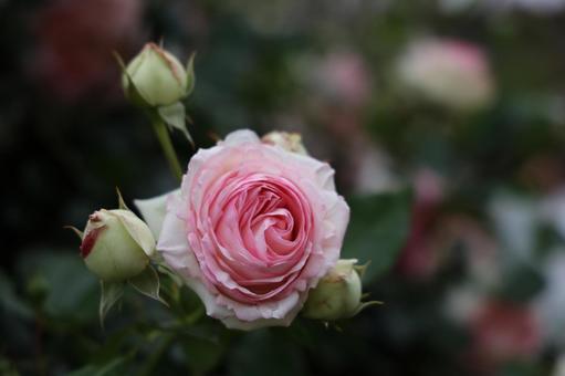 淡いピンクのバラと蕾三つ 薔薇,ローズ,ピンクの写真素材