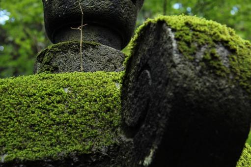苔01 苔01 苔,自然,景色の写真素材