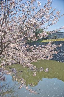 桜 桜の写真