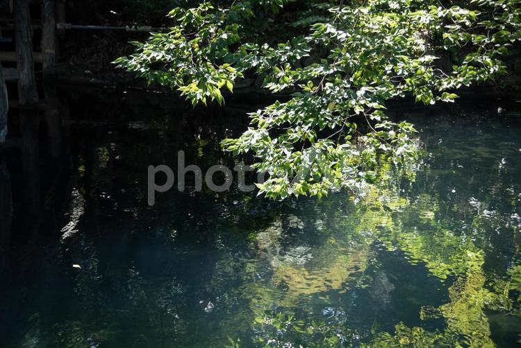 紅葉前に青々と茂る水辺のもみじ もみじ,緑,水辺の写真素材