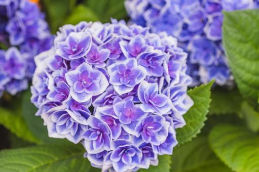 紫陽花 紫陽花,花,植物の写真素材