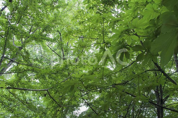 森の中　緑のトンネル 葉,自然,木材の写真素材