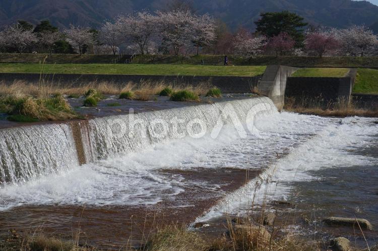 長野県須坂市、雪解けの水が豊富百々川 自然,川,風景の写真素材