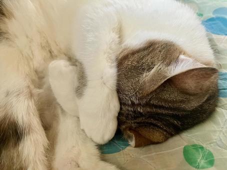 顔を隠して寝る猫 顔を隠して寝る猫の写真