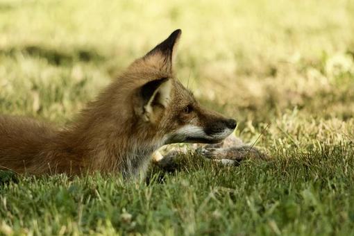 Fox, JPG Fox, JPG