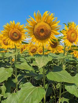 真夏のヒマワリの花 向日葵,花,ひまわり畑の写真素材