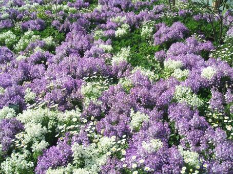 一面に咲く紫の花 都市緑化フェア,岡山市,西大寺の写真素材