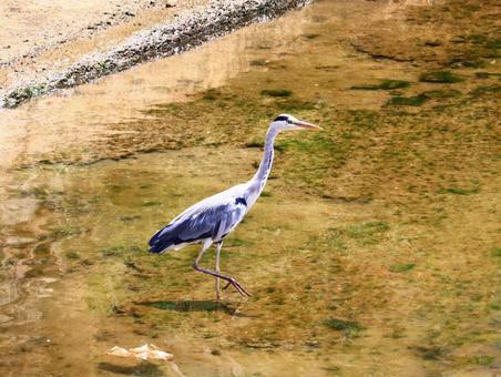 歩き出すアオサギの写真