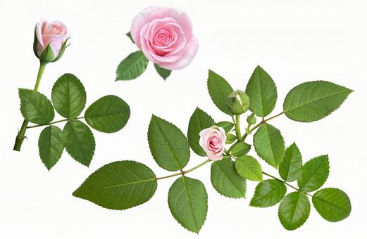 ピンクのバラの切抜き（PSD背景透過） バラ,ロマンチック,切抜きの写真素材