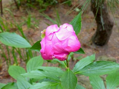 寺の花壇で開花を待つシャクヤクのツボミ 寺の花壇で開花を待つシャクヤクのツボミ シャクヤク,ツボミ,花の写真素材