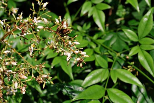終わりかけのナンテンの花の写真
