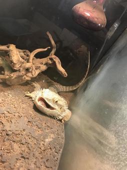 フトアゴヒゲトカゲ フトアゴヒゲトカゲ フトアゴヒゲトカゲ,トカゲ,可愛いの写真素材