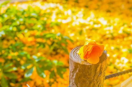 明治神宮外苑 いちょう並木 明治神宮外苑 いちょう並木 イチョウの葉,黄葉,花の写真素材