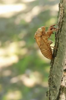 木にとまるセミの抜け殻 縦 木にとまるセミの抜け殻 縦の写真