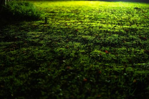 夜 苔の絨毯 夜 苔の絨毯の写真