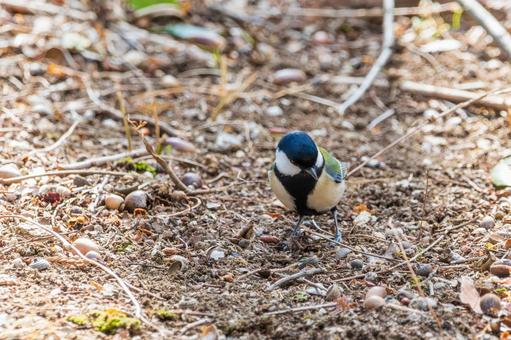 地面の木の実を探すシジュウカラ 地面の木の実を探すシジュウカラの写真
