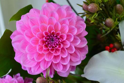 ピンクのダリア ダリア,ピンク,接写の写真素材