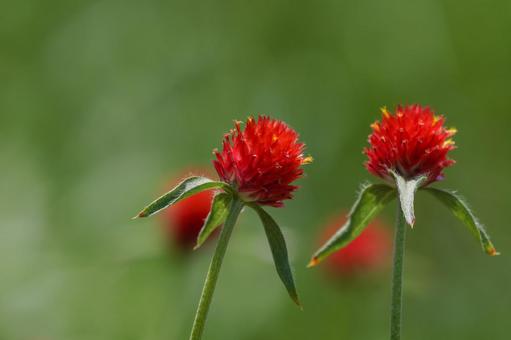 Photo, thousands of red, sennichiko, thousands of grass, 