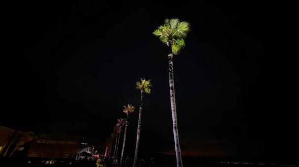 ライトアップされたヤシの木 ライトアップされたヤシの木の写真