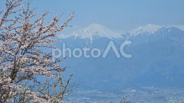 桜と北アルプス 山,自然,風景の写真素材