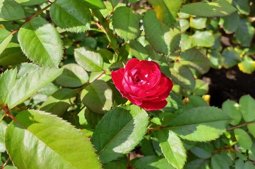 赤い薔薇 赤い薔薇の写真