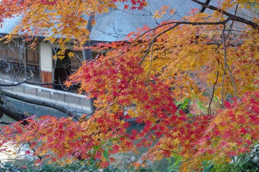紅葉とあずまや 紅葉とあずまやの写真