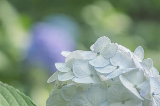 大宮第二公園の紫陽花 大宮第二公園の紫陽花の写真