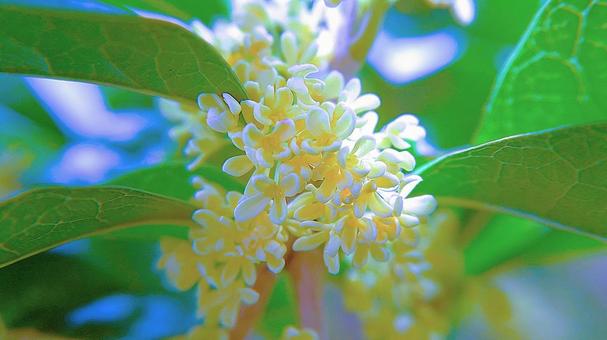 ギンモクセイ（銀木犀） ギンモクセイ,銀木犀,白い花の写真素材