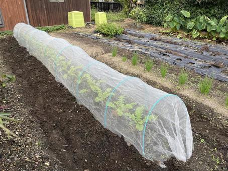 防虫ネットをした畑 防虫ネットをした畑 防虫ネット,野菜作り,野菜の写真素材