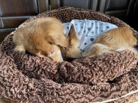 眠ってるダックス ダックス,眠ってる,ベッドの写真素材