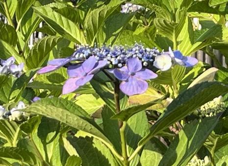 [Flower photo] Hydrangea flower, JPG