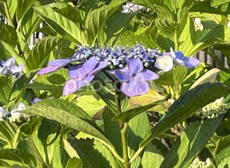 【花の写真】紫陽花の花 紫陽花,アジサイ,あじさいの写真素材