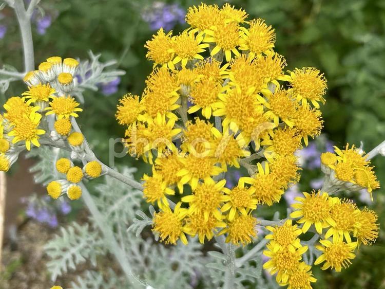 シロタエギク(白妙菊)の黄色い花 シロタエギク,白妙菊,しろたえぎくの写真素材
