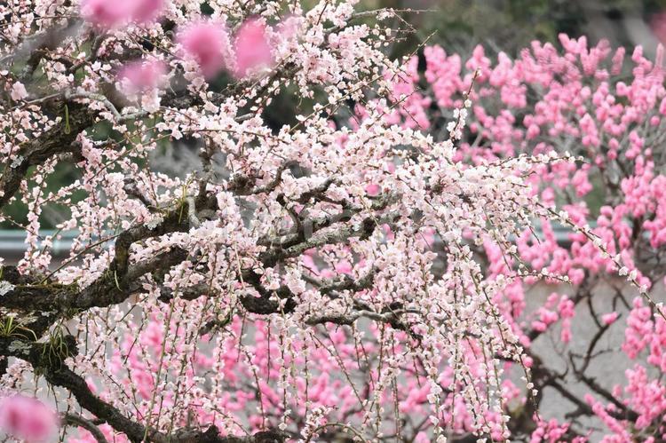 太宰府天満宮の梅 梅,太宰府天満宮,梅の花の写真素材