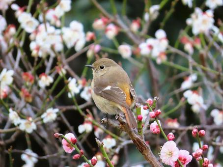 ジョウビタキのメスと梅 ジョウビタキのメスと梅 ジョウビタキ,梅,花の写真素材