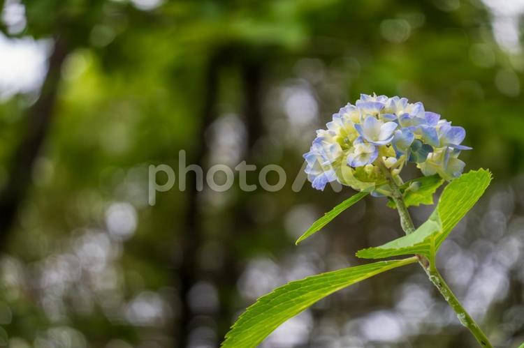 緑に映えるアジサイ アジサイ,紫陽花,花の写真素材