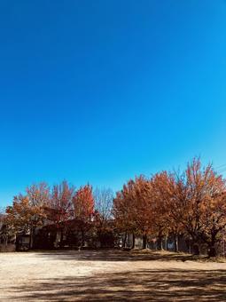 公園と紅葉 公園と紅葉の写真