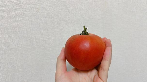 大きなトマトを手に持った人 大きなトマトを手に持った人 トマト,フレッシュ,リコピンの写真素材
