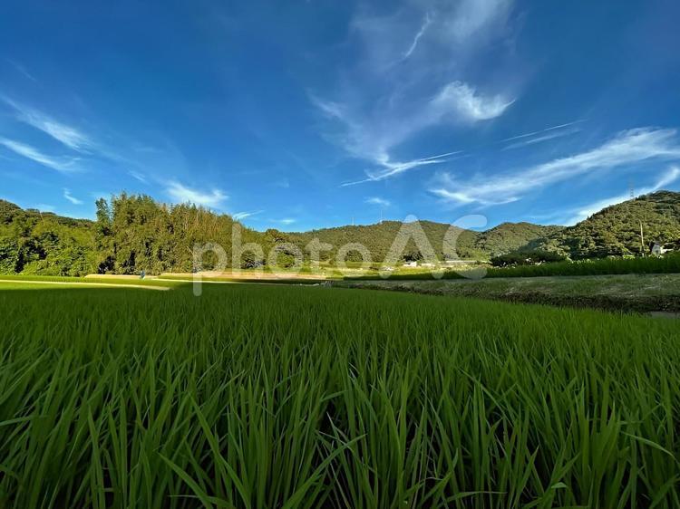 【風景写真】夕暮れの田園風景 自然,風景,景色の写真素材