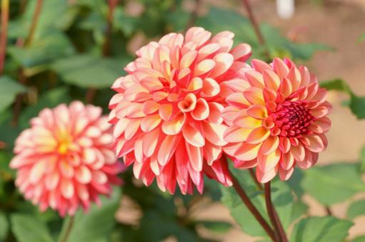 ダリア ダリア,花,朱色の写真素材