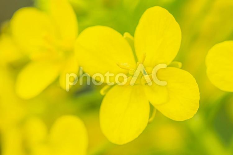 渡良瀬遊水池の菜の花 菜の花,なの花,アップの写真素材