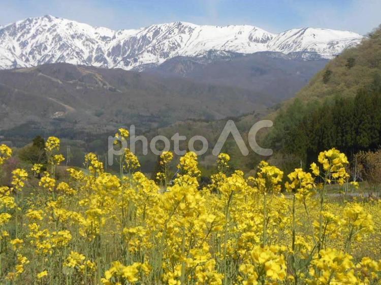 菜の花と北アルプス 風景,自然,春の写真素材