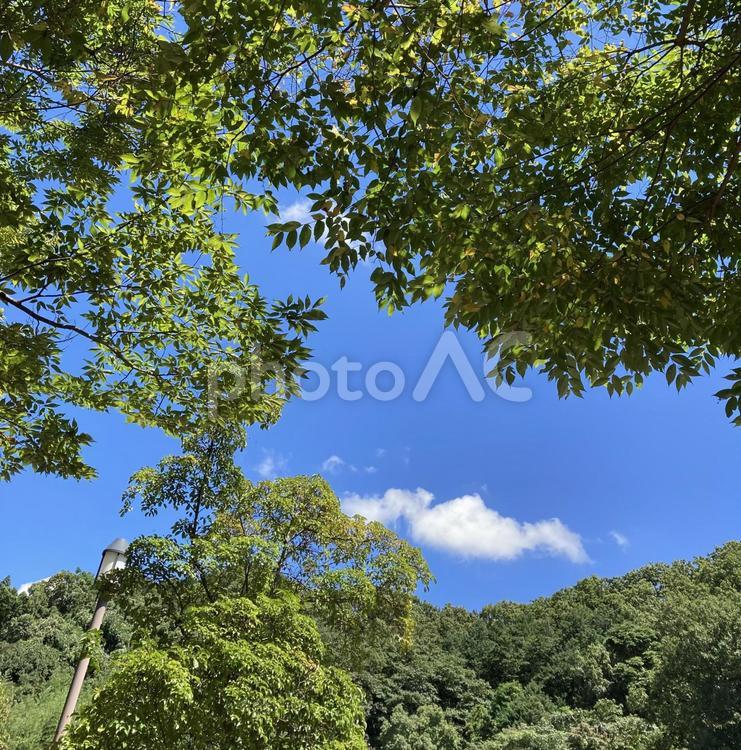 木と空と雲 太陽,空,木の写真素材