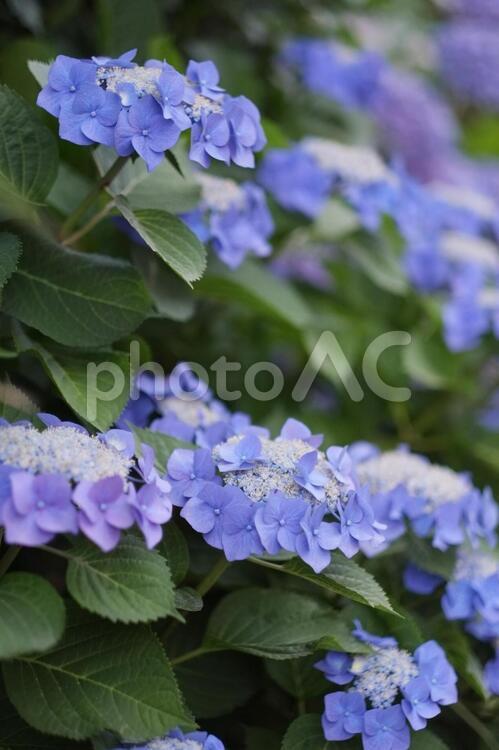 ガクアジサイ 紫陽花,ガクアジサイ,梅雨の写真素材